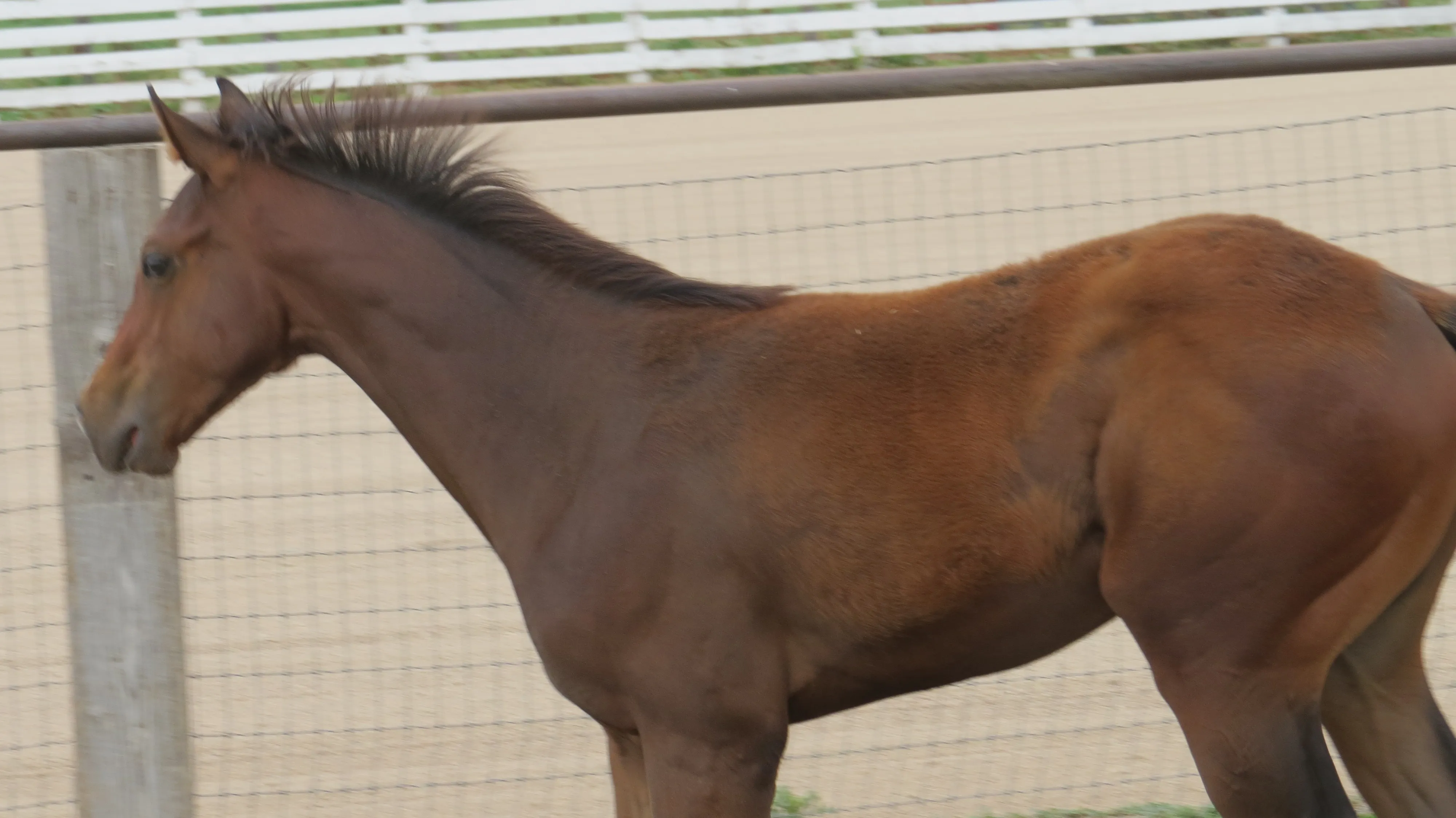 Young bay foal standing at a white board fence paddock at Mountain View Ranch, Fort Collins