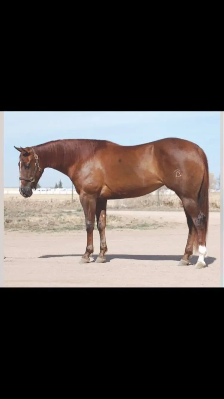 Chestnut horse available for sale or lease at Mountain View Ranch near Fort Collins, CO