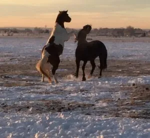 Two horses rearing and playing together in a snowy pasture at golden sunset at Mountain View Ranch