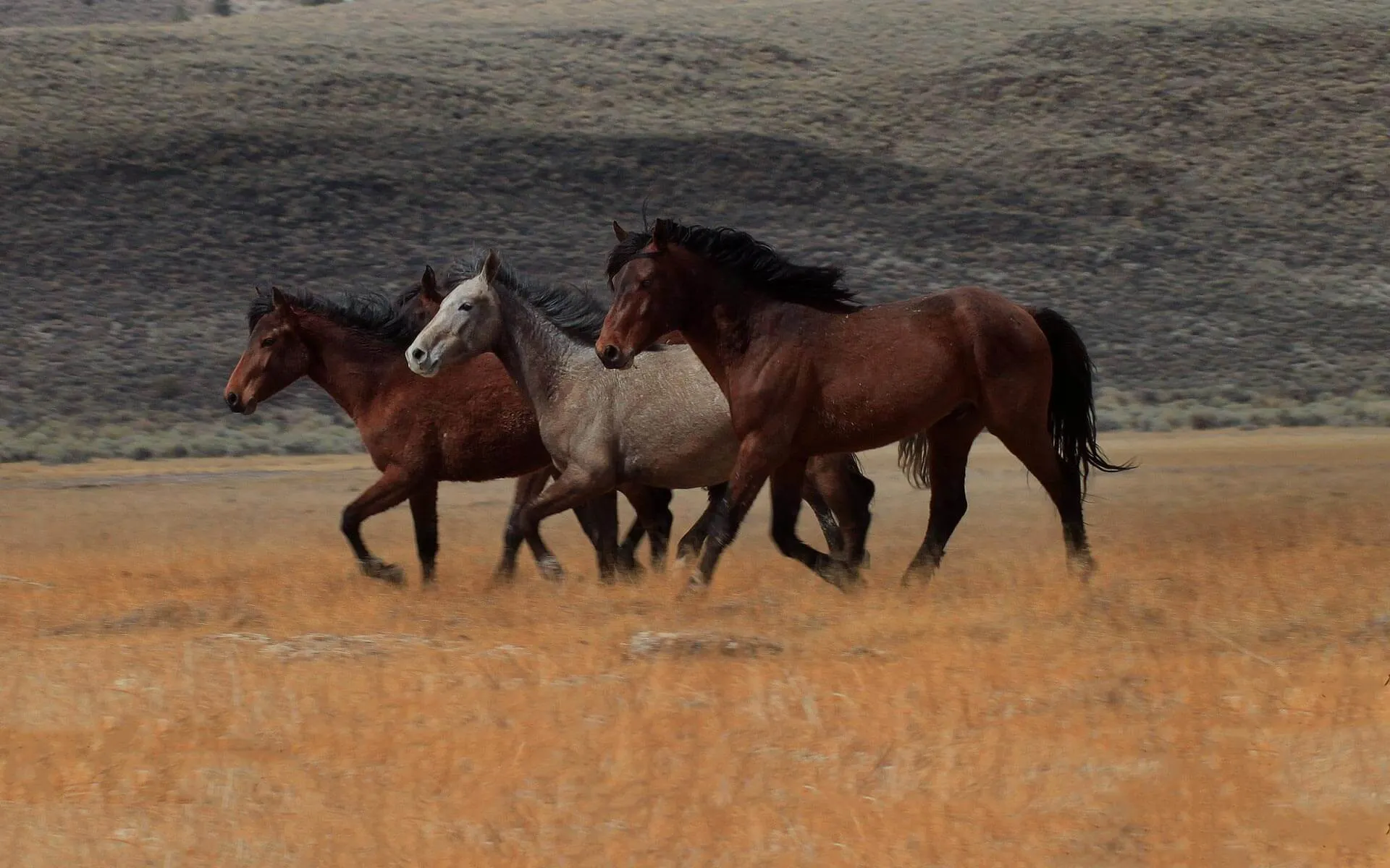 Horses walking through golden prairie grass at Mountain View Ranch, Fort Collins